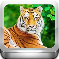 Escape Game -Tiger Zone