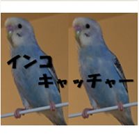 CatchBudgie