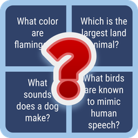 Animal Quiz