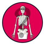 Know Your Skeleton Quiz Game