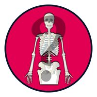 Know Your Skeleton Quiz Game