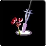 The Queen's Flower - The Radia