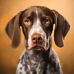 Greman  Shorthaired  Pointer