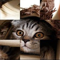 Funny Cat Puzzle