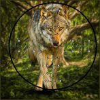 Wolf Hunting | Expert Shooting
