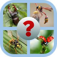 Insect Quest: Trivia Challenge