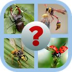 Insect Quest: Trivia Challenge