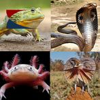 66 Répteis e Anfíbios Desafio