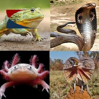 66 Répteis e Anfíbios Desafio