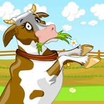Walking Cow