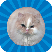 Jumping Cat - touch & tap