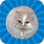 Jumping Cat - touch & tap