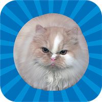 Jumping Cat - touch & tap