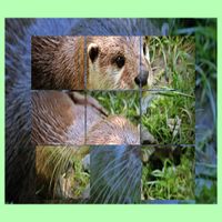 Puzzle de Animales bebes Crías