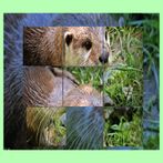 Puzzle de Animales bebes Crías