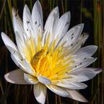 Tile Swap Nature Imagery