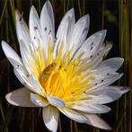 Tile Swap Nature Imagery