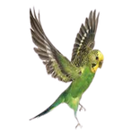 Budgie Budget