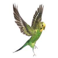 Budgie Budget