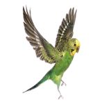 Budgie Budget