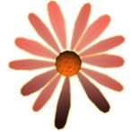 Loves me, loves me not? 3D