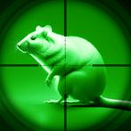 Night Vision Hunting