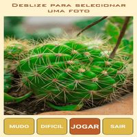 Quebra-Cabeça de Cactos