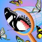 Butterfly Hunt