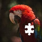 Rompecabezas de Guacamayas