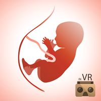 مراحل تطور الجنين - واقع افترا