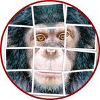 Chimpanzee Puzzle