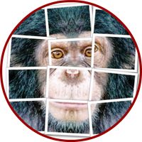 Chimpanzee Puzzle