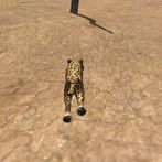 Cheetah simulator