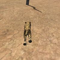 Cheetah simulator