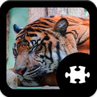 Tiger Jigsaw Puzzle