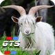 Farm Simulator Goat Game