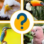 Quiz 2022 - Birds