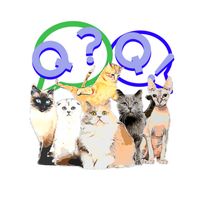 고양이 퀴즈