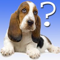 Dog Breed Quiz