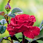 Flower Puzzles World