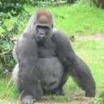 Jumping Gorilla