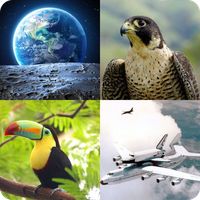 اسئلة واجوبة