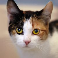 Talking Calico Cat