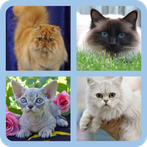 cat lover test-true cat lover