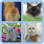 cat lover test-true cat lover
