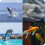 Tantangan nama hewan laut 2022