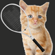 Tennis Cat