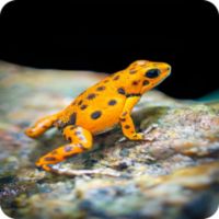 Memory Game - Animals