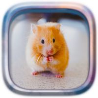 Picture Puzzle: Hamsters