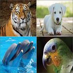 Hayvan Ses, Resim ve Bilgileri